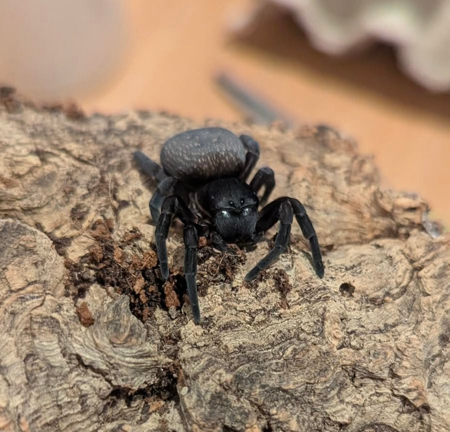 Gandanameno sp. 0.5 cm (African Velvet Spider)