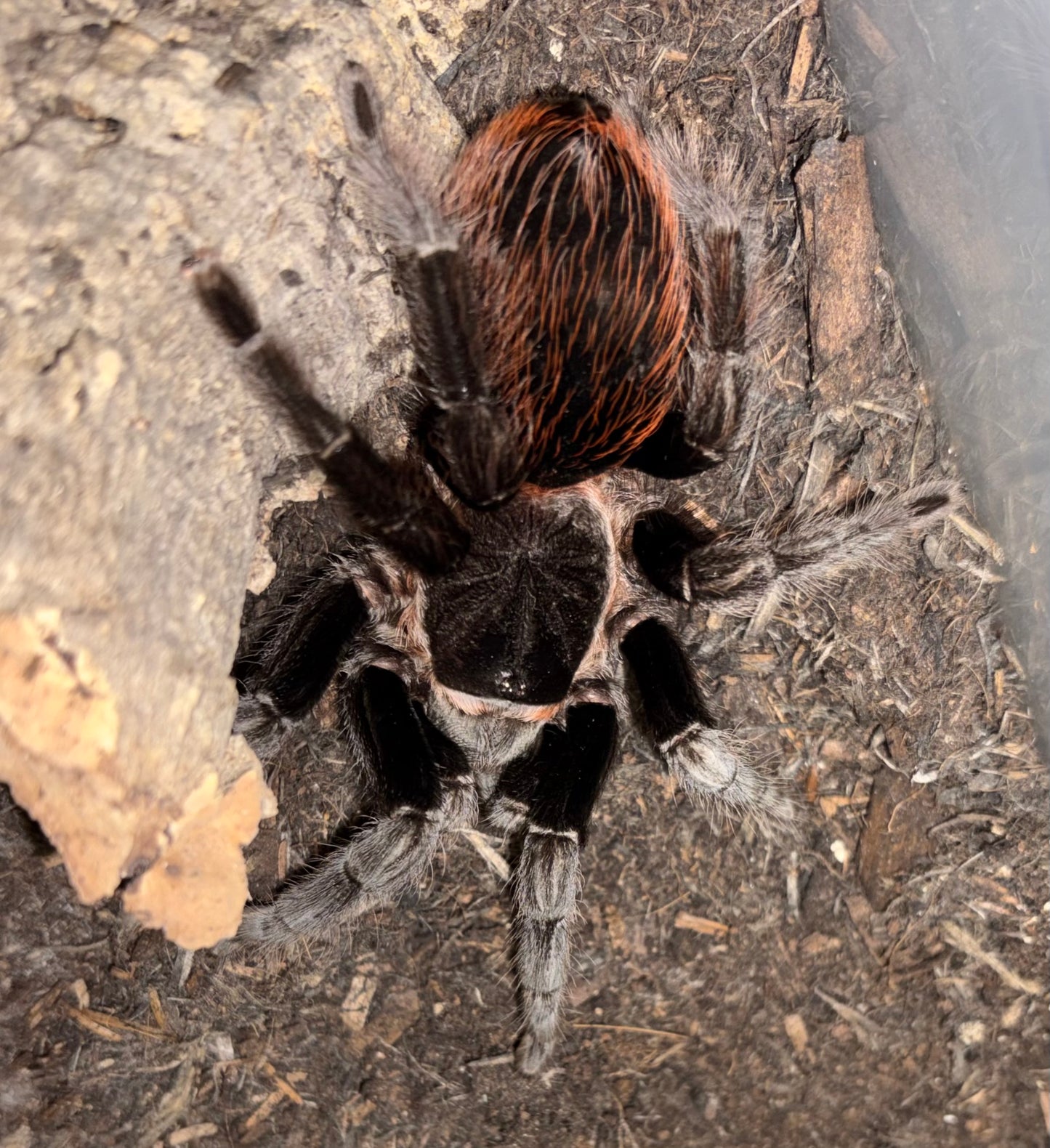 Tlitocatl vagans 1-2 cm (Mexican Red Rump)