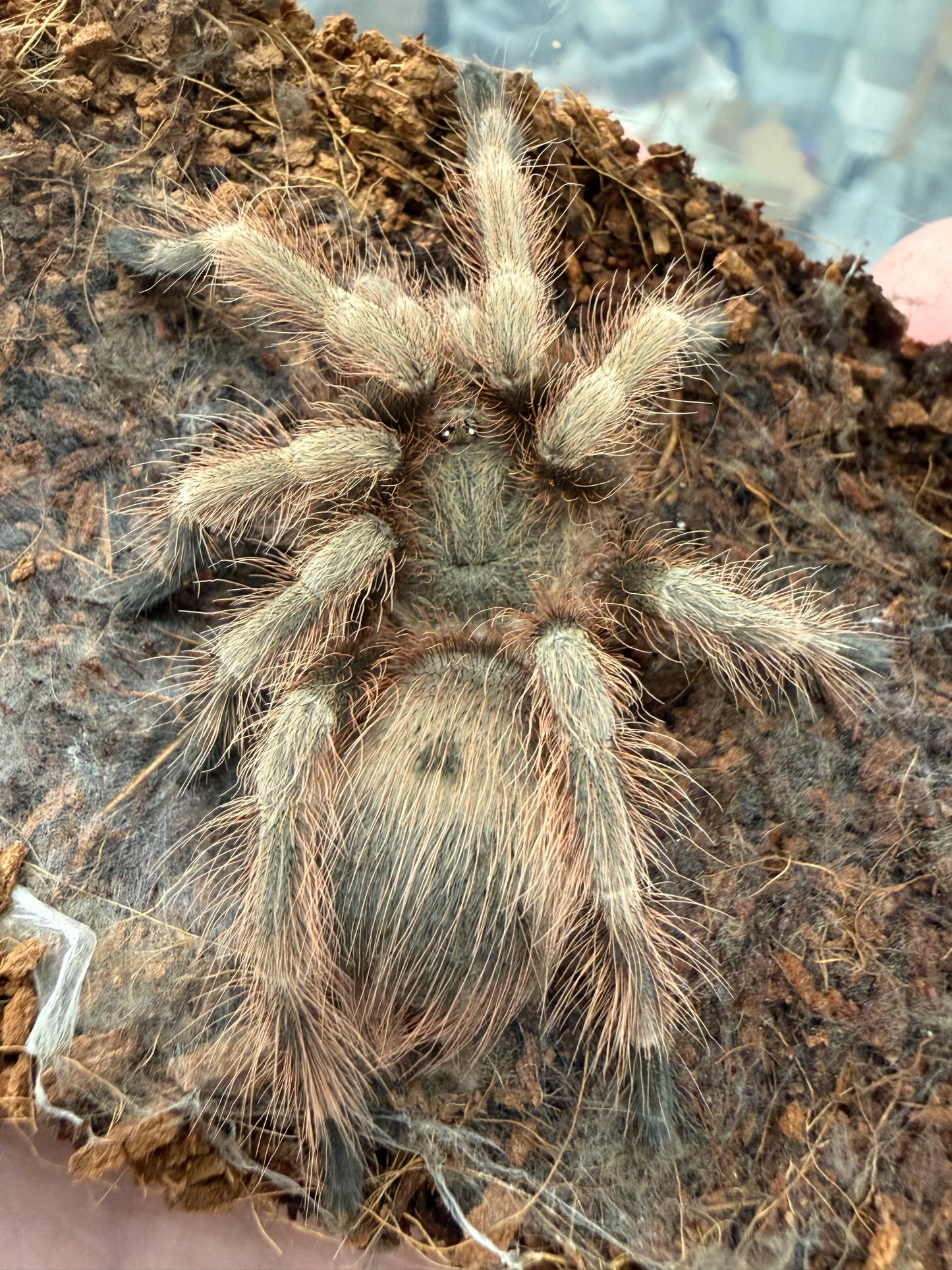 Nhandu tripepii 8-10 cm (Brazilian Blond)