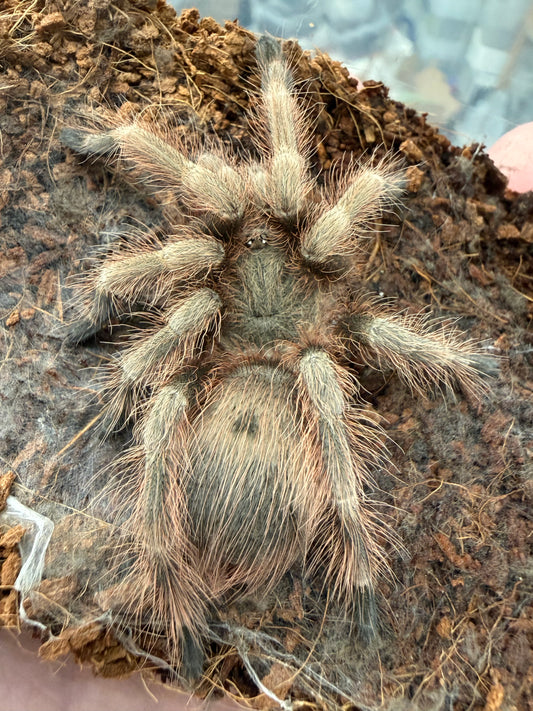 Nhandu tripepii 8-10 cm (Brazilian Blond)