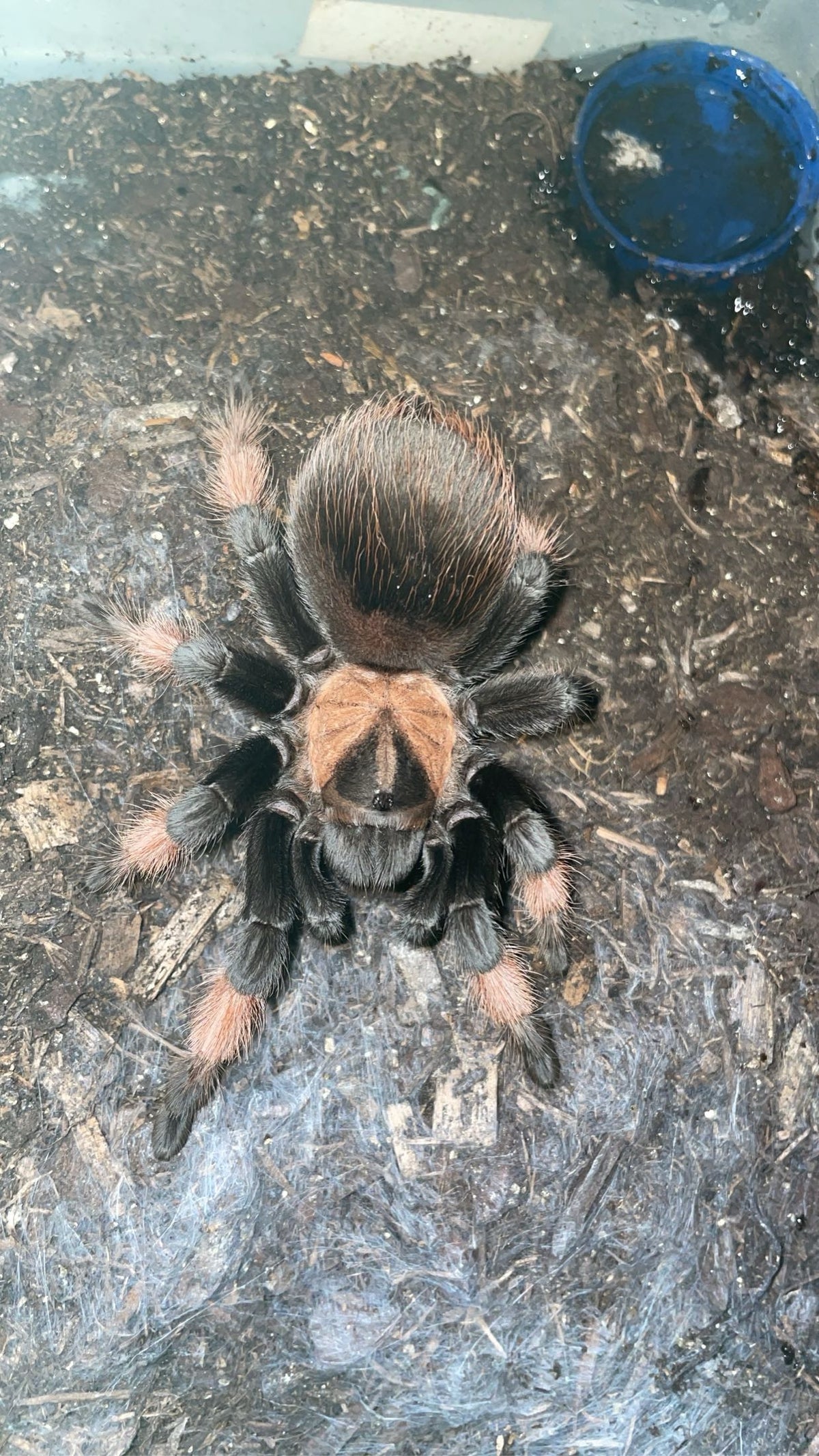 Brachypelma emilia 6-7 cm (Mexican red leg) Male