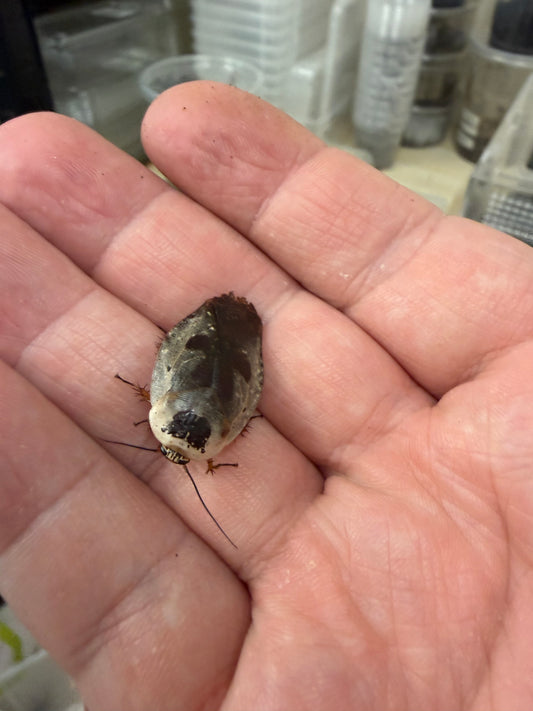 Chrome Cockroach (Gyna Caffrorum)