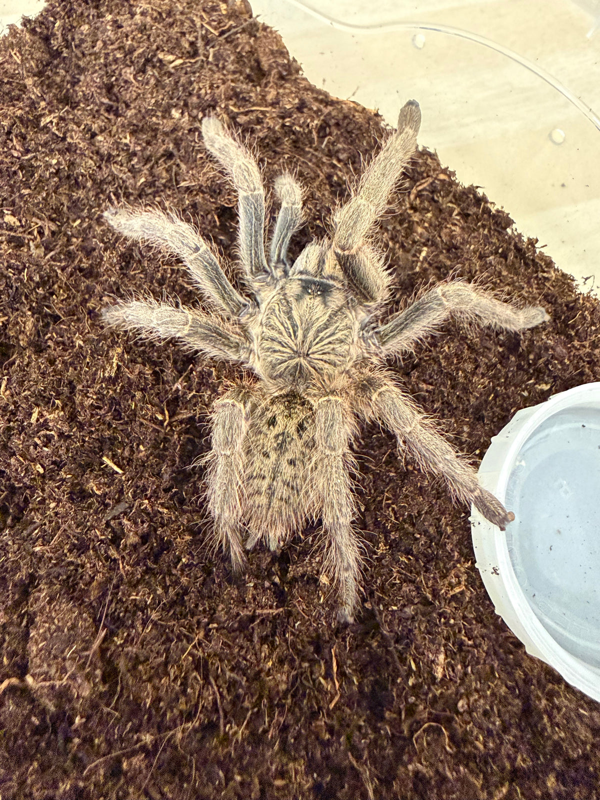 Harpactira dictator 8-9 cm (Dictator baboon) Female