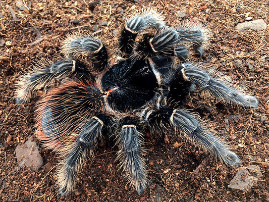 Lasiodora klugi 1-2 cm (Bahia Scarlet Birdeater)