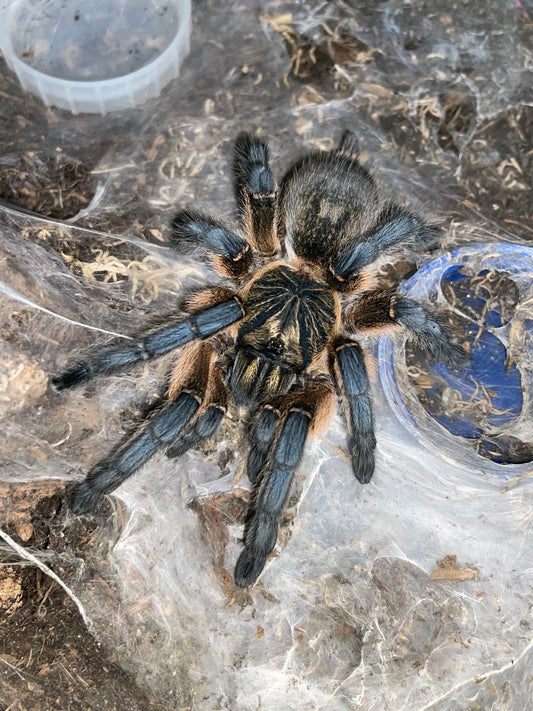 Harpactira pulchripes 1-2 cm (Golden Blue Leg Baboon)