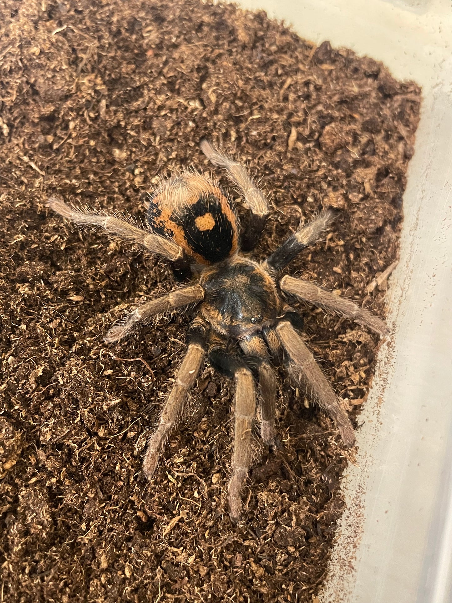 Hapalopus sp. “Guerilla” Pair (Fire red pumpkin)