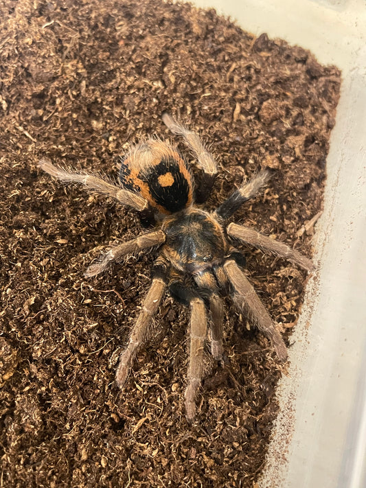 Hapalopus sp. “Guerilla” Pair (Fire red pumpkin)