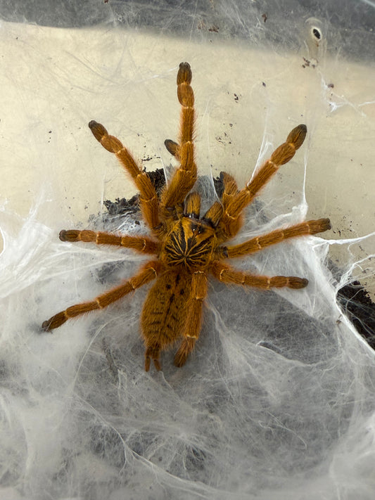Pterinochilus murinus (RCF) 1-2 cm (Orange Baboon Tarantula OBT)