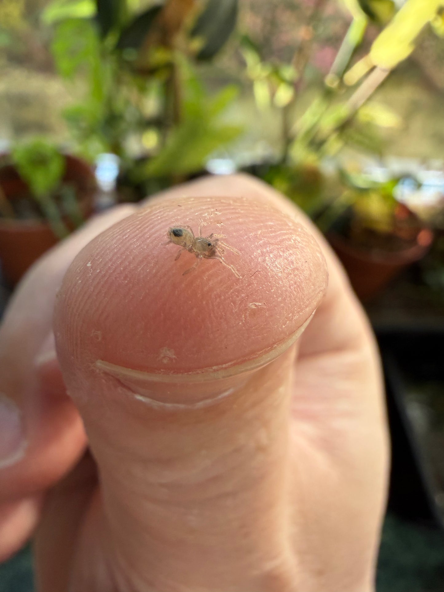 Kochiana brunnipes 0.5 cm (Pygmy Fire Leg)