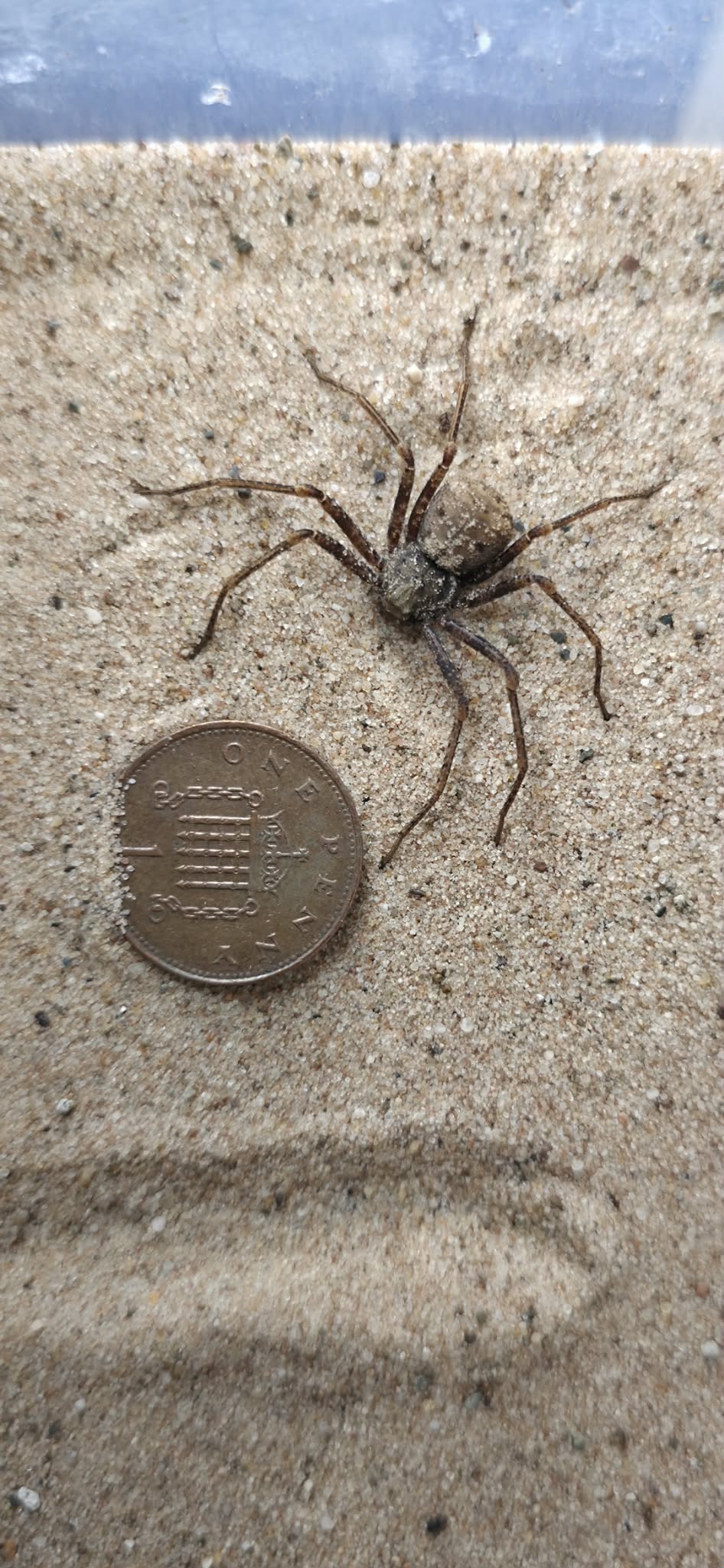 Sicarius gracilis 4cm (Ecuadorian sand spider) PLEASE READ DESCRIPTION!
