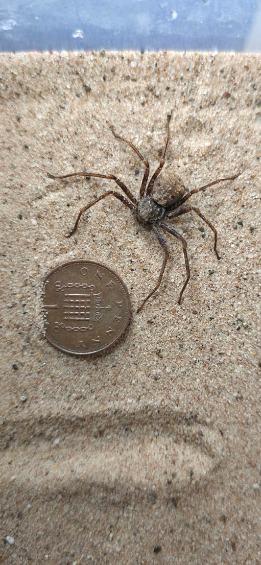 Sicarius gracilis 4cm (Ecuadorian sand spider) PLEASE READ DESCRIPTION!