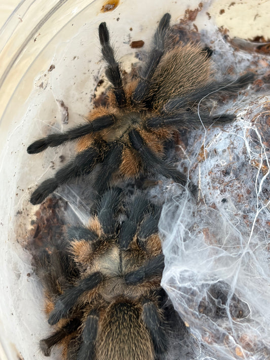 Monocentropus Balfouri 5-6 cm (Socotra Blue Baboon) Communal x5