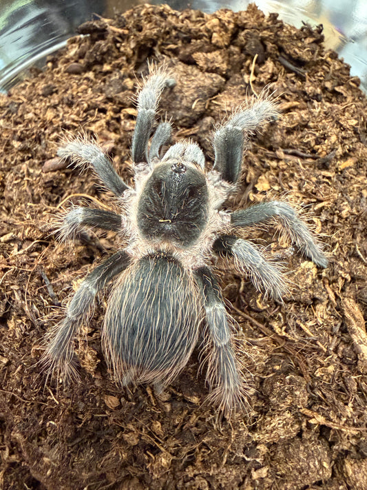 Nhandu carapoensis (Paraguay Red Hair) 5-6 cm