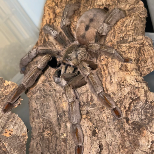 Psalmopoeus Cambridgei 7-8 cm (Trinidad Chevron)