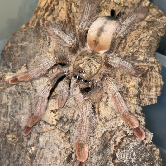 Psalmopoeus pulcher 6 cm (Panama Blonde)