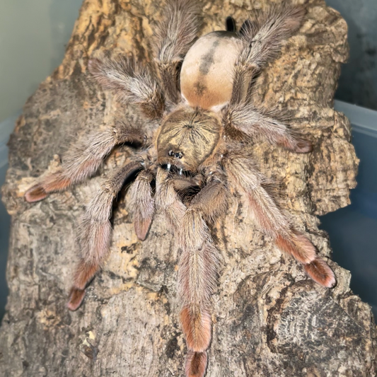Psalmopoeus pulcher 7-9 cm (Panama Blonde)