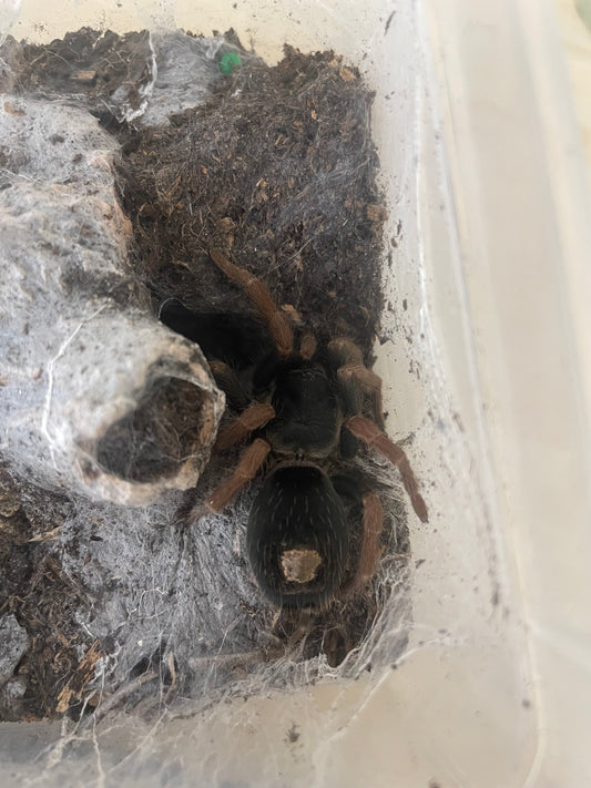Kochiana brunnipes 2-3 cm (Pygmy Fire Leg)