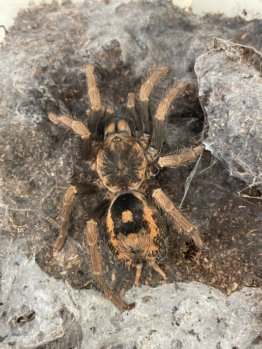 Hapalopus sp. “Guerilla” 1 cm (Fire red pumpkin)