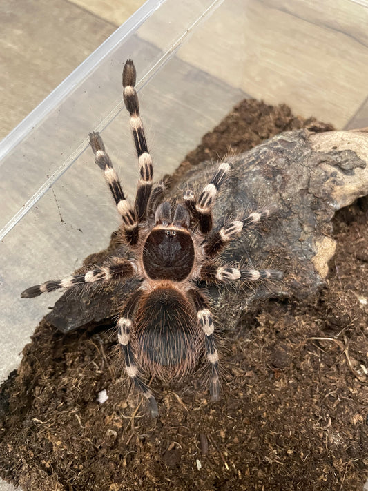 Acanthoscurria geniculata (Giant White Knee) 1-2 cm