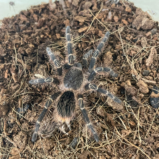Grammostola pulchripes 4-5 cm (Chaco Golden Knee)