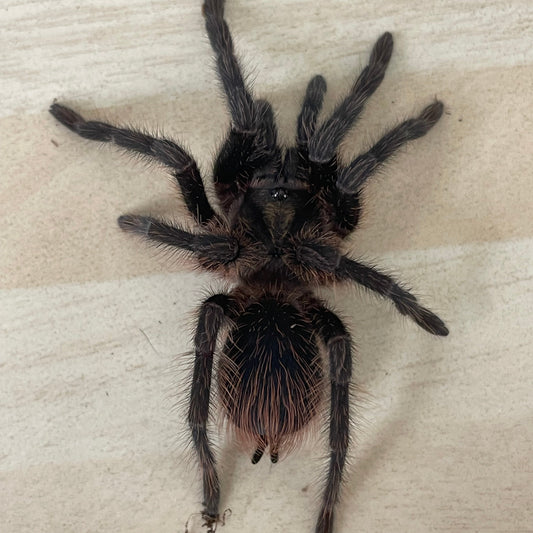 Phormictopus auratus 1-2 cm (Cuban Gold)