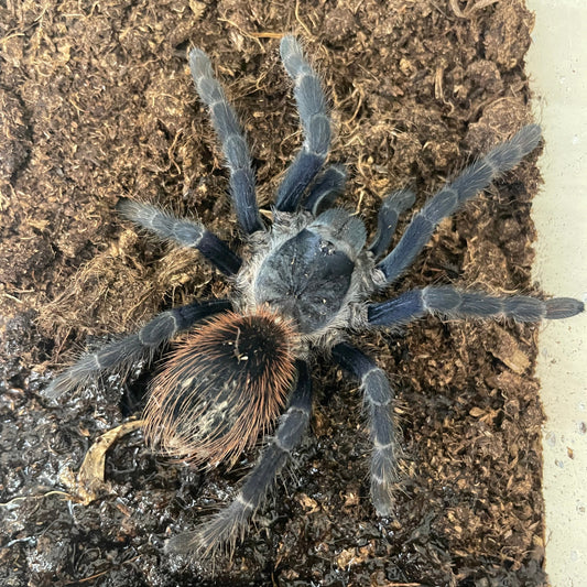 Lasiocyano sazmai 1-2 cm (Sazima's Tarantula)