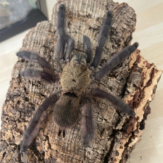 Tapinauchenius rasti 2-4 cm (Caribbean Diamond)