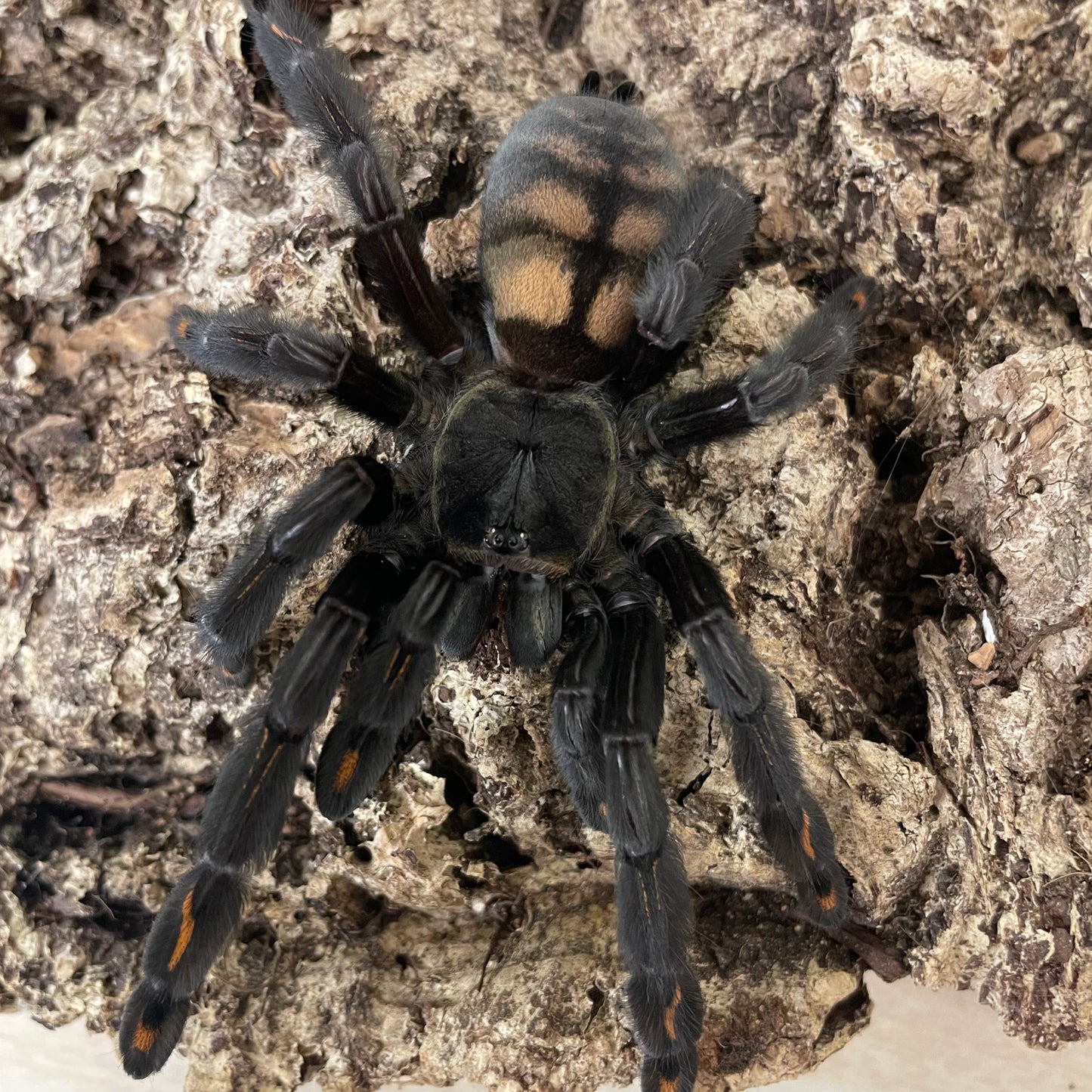 Psalmopoeus irminia 1-2 cm (Venezuelan Suntiger)