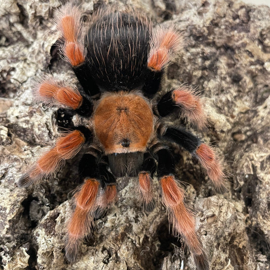 Brachypelma boehmei 1-2 cm (Mexican Fire Leg)