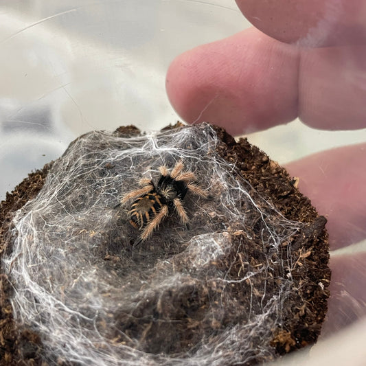 Chromatopelma cyaneopubescens 1-2 cm (GBB)