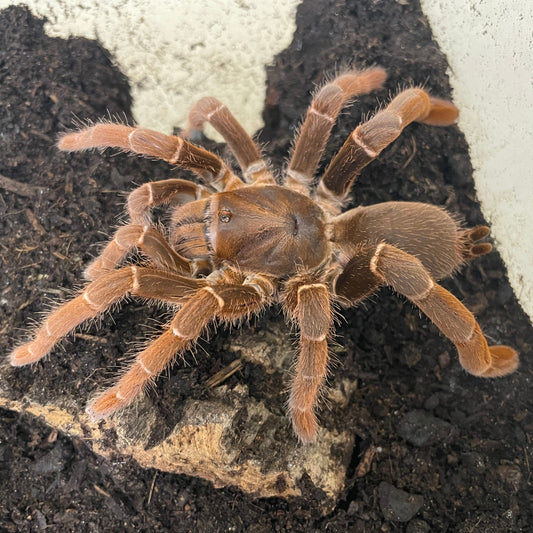 Pelinobius muticus 6-7 cm (King Baboon) Female