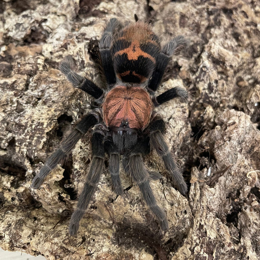 Davus Pentaloris 1-2 cm (Mexican Tiger Rump)