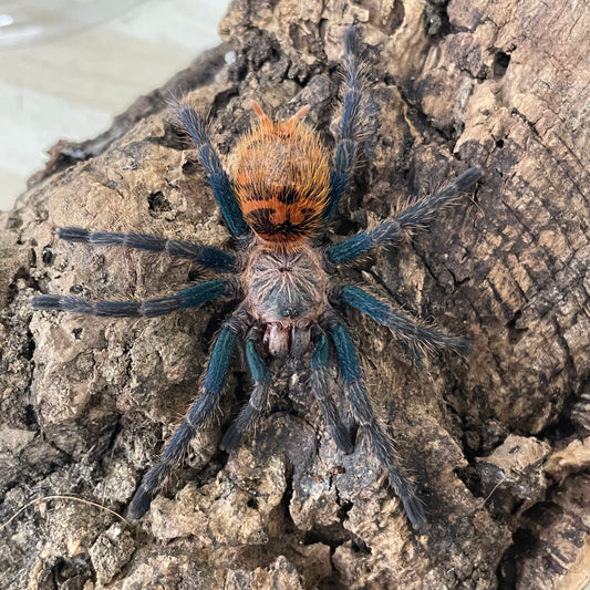 Chromatopelma cyaneopubescens (GBB) 8-10 cm