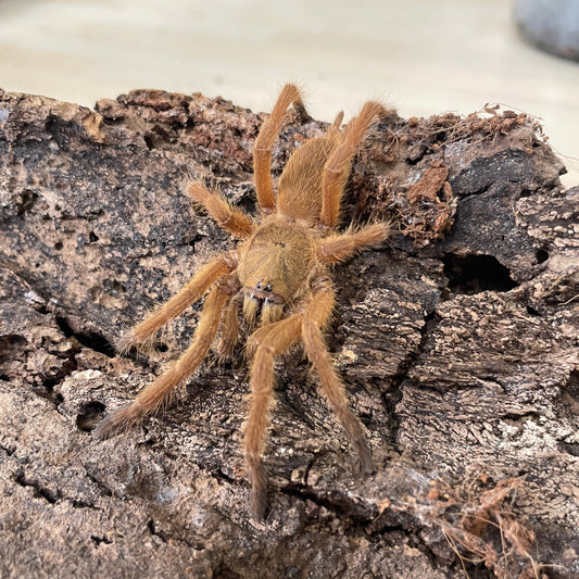Chilobrachys huahini 6-8 cm (Asian Fawn)