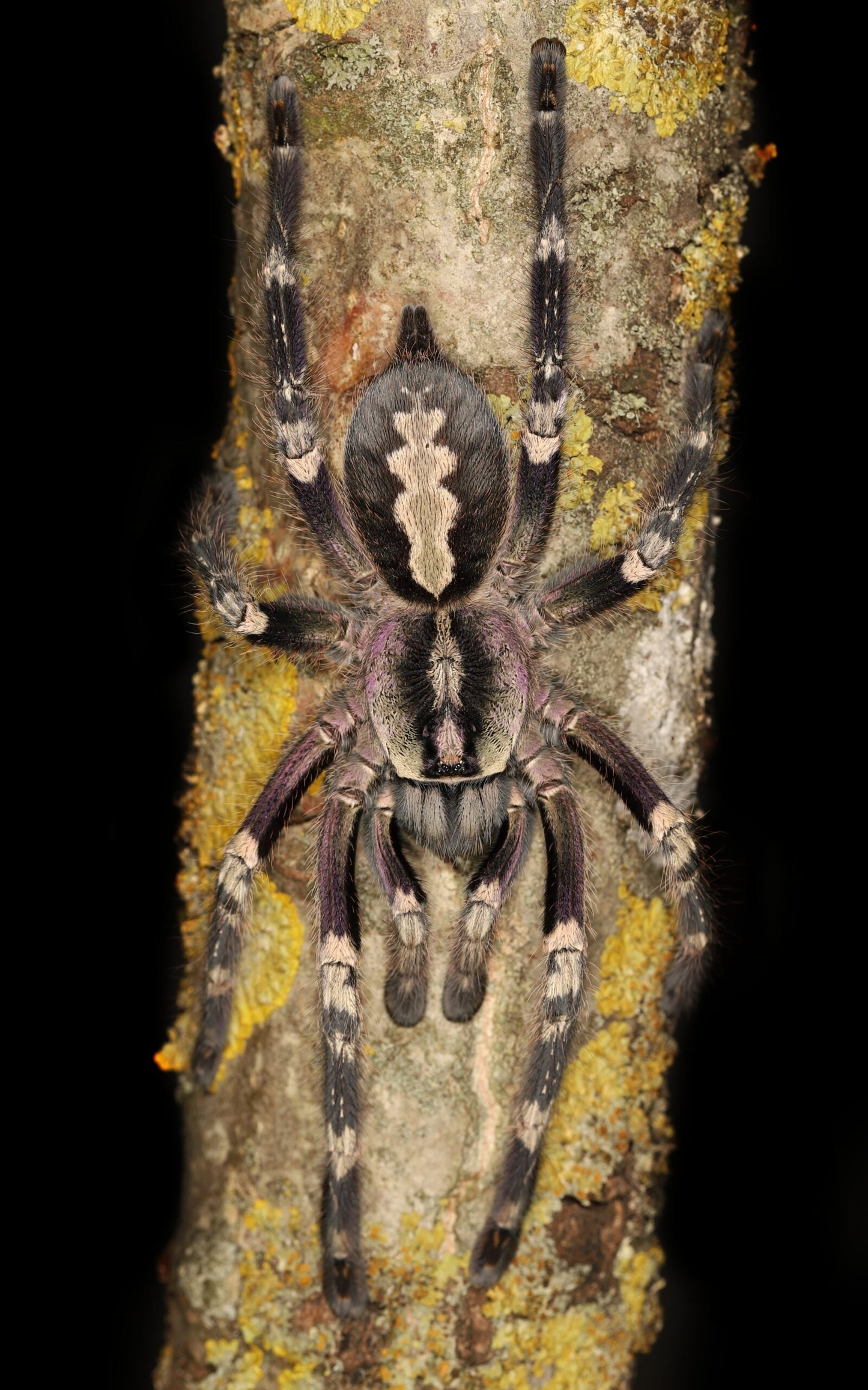 Poecilotheria smithi 2-3 cm (Smiths Ornamental)