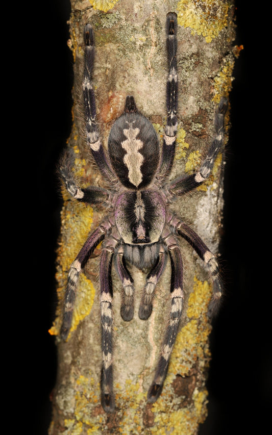 Poecilotheria smithi 2-3 cm (Smiths Ornamental)
