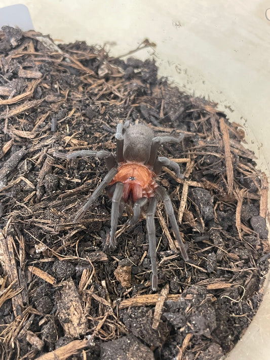 Bumba horrida 4-5 cm (Amazon red head)