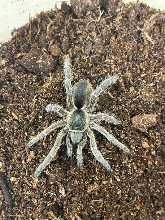 Eucratoscelus pachypus Female 5 cm (Tanzania Stout Leg Baboon)