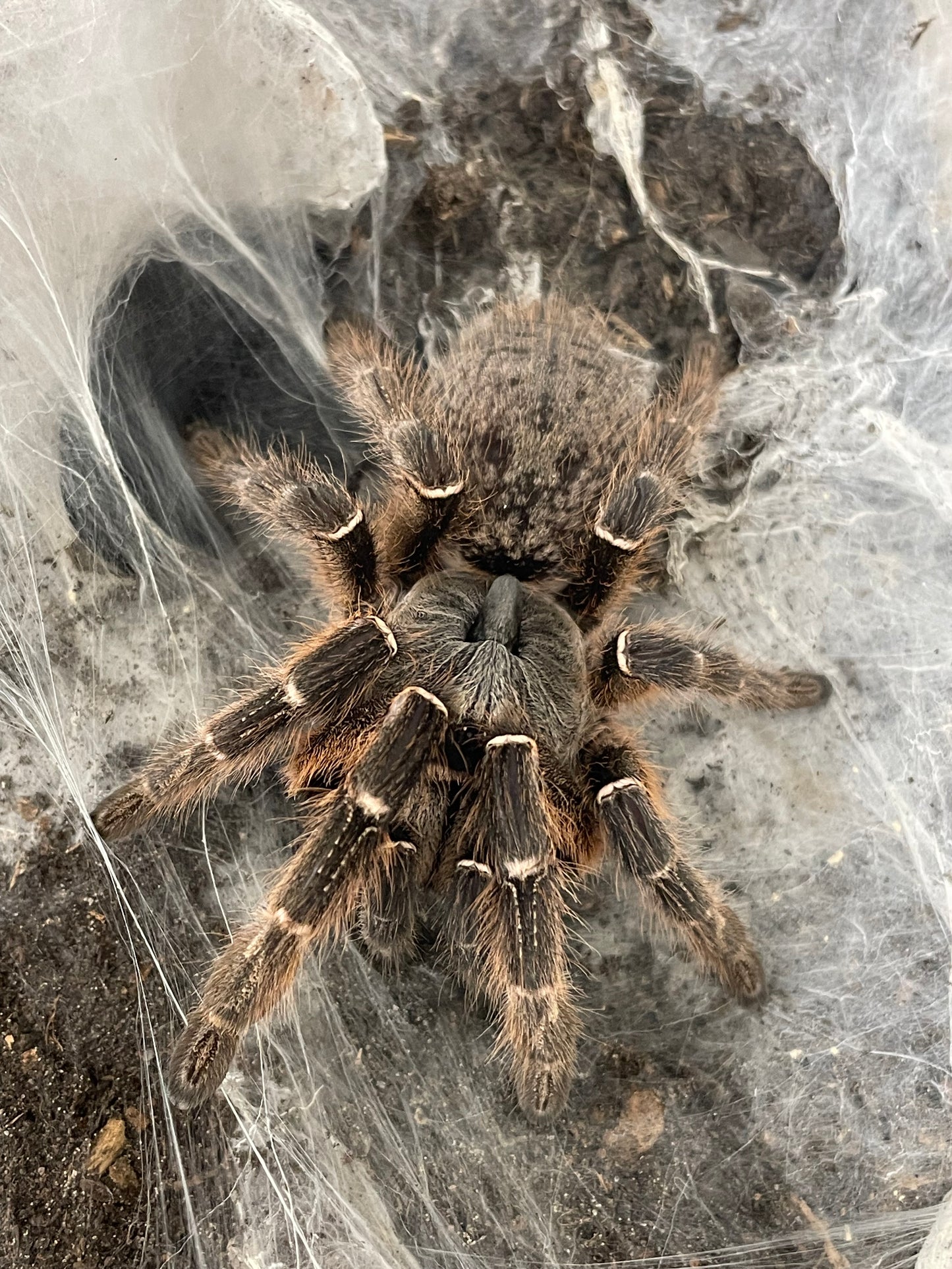 Ceratogyrus darlingi Pair Adult female and Mature male (Eastern Horned Baboon)