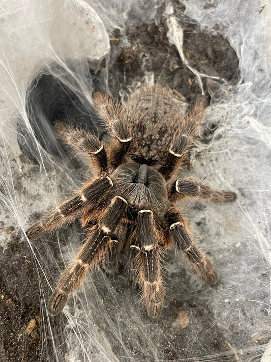 Ceratogyrus darlingi Pair Adult female and Mature male (Eastern Horned Baboon)