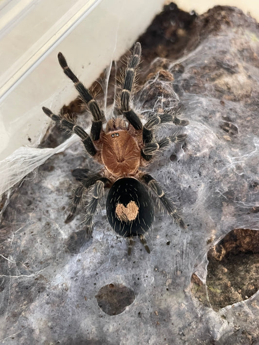 Cyriocosmus sellatus 1-2 cm (Peruvian Dwarf Tiger)