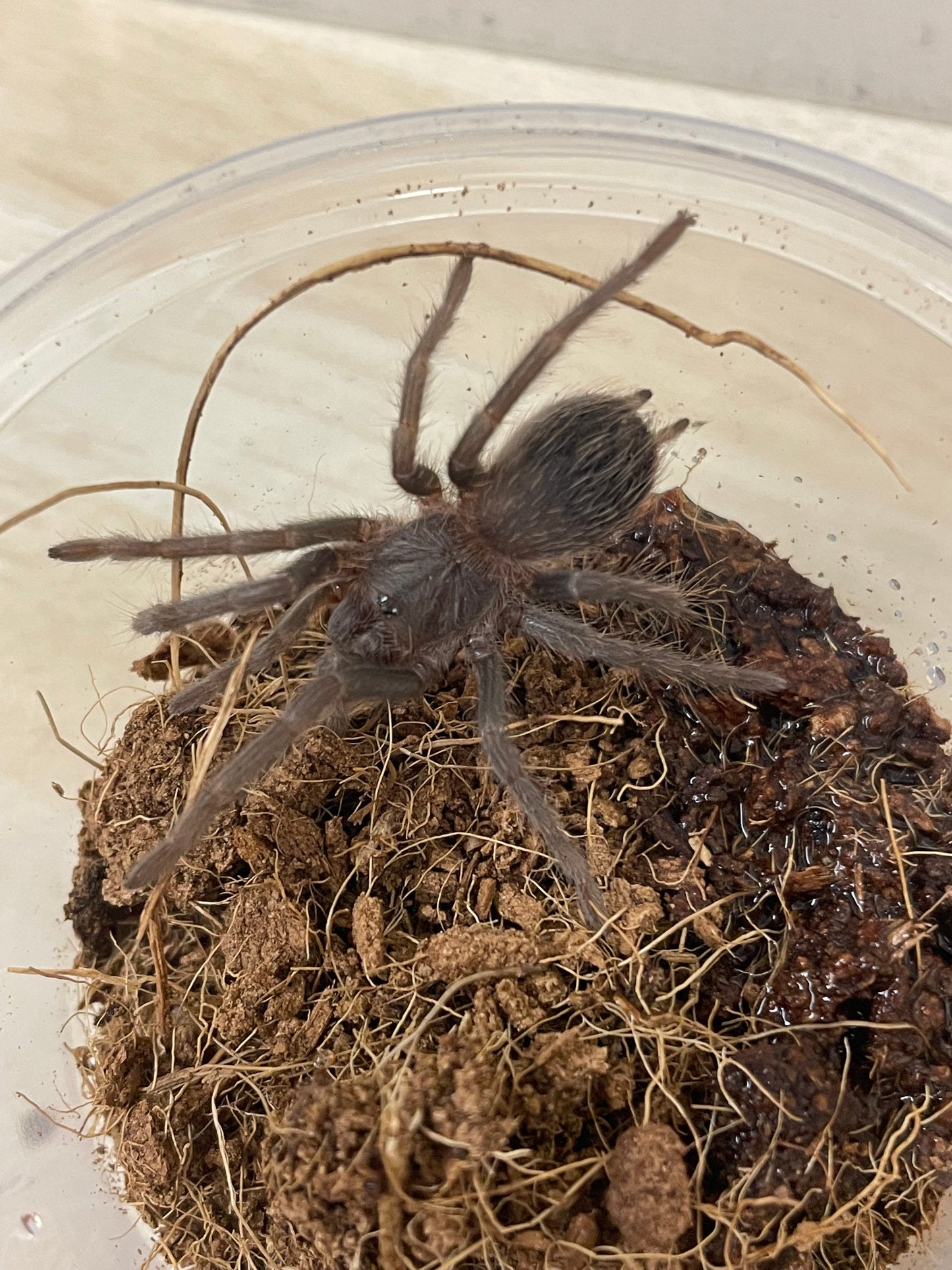 Lasiodora parahybana 4-6 cm (Salmon Pink)