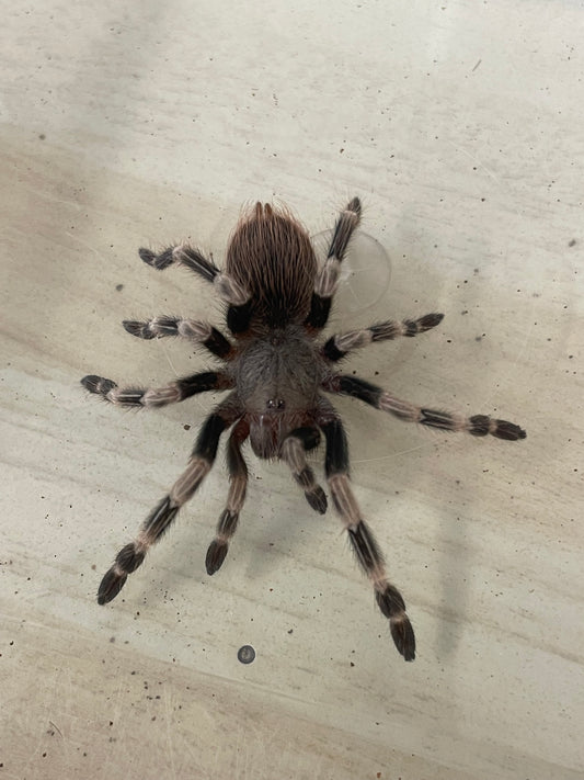 Vitalius chromatus 4-5 cm (White Striped Birdeater)