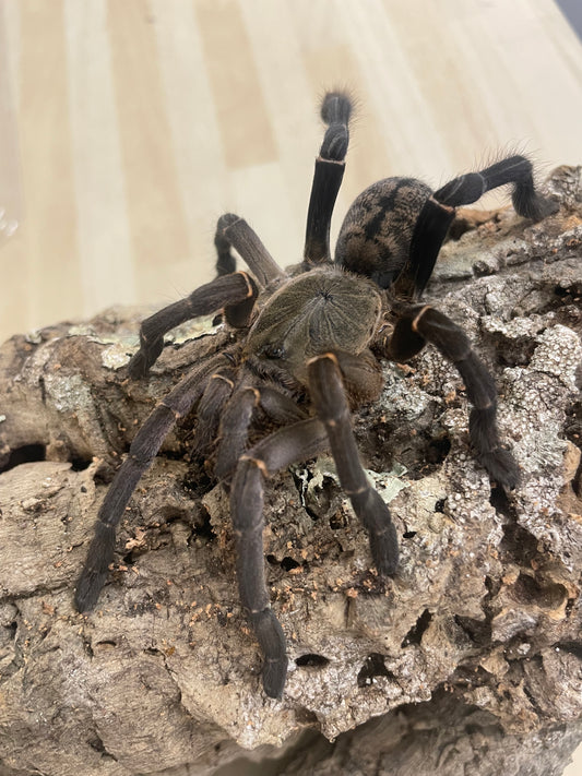 Cyriopagopoeus vonwirthi (Asian Chevron)