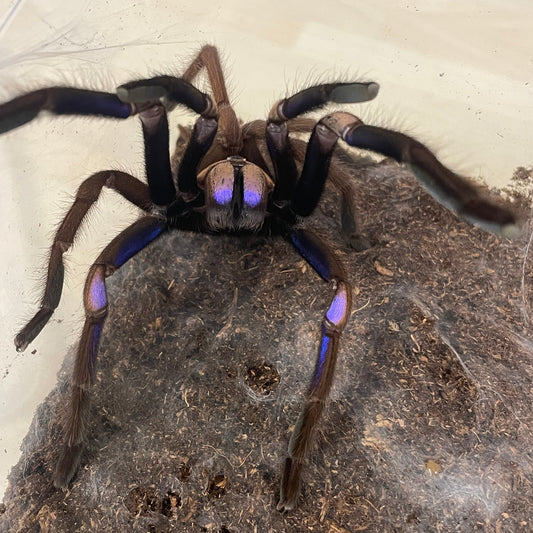 Chilobrachys Natanicharum 2-3 cm (Electric Blue Earthtiger)