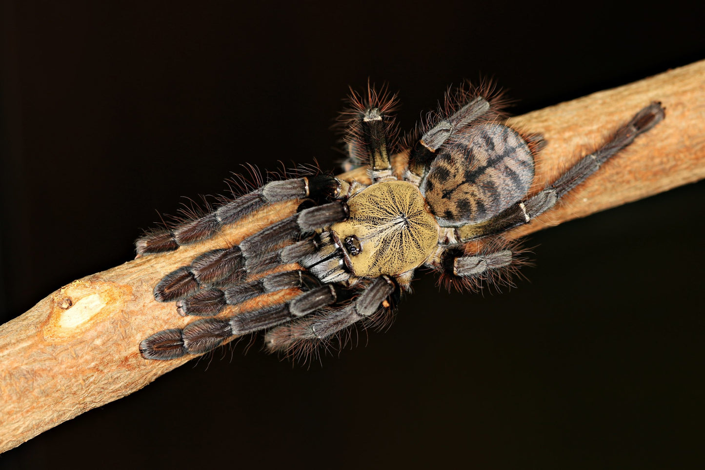 Phormingochilus sp. “Ackaya” 2-3 cm (Ackaya Tree Tiger)