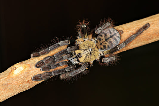 Phormingochilus sp. “Ackaya” 2-3 cm (Ackaya Tree Tiger)