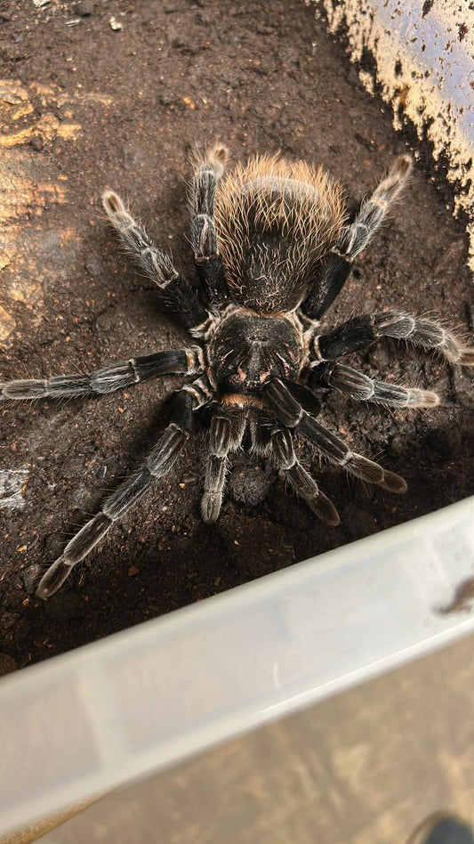 Xenesthis immanis 7-8 cm (Colombian lesser black) Male